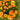 Calendula - Swedish mix *NEW* Flower seeds