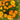 Calendula - Swedish mix *NEW* Flower seeds
