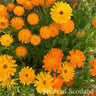 Calendula - Swedish mix *NEW* Flower seeds