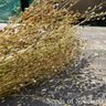 Camelina *NEW* Flower seeds