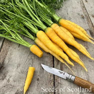 Carrot Yellowstone *NEW* Carrot Seeds