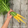 Carrot Yellowstone *NEW* Carrot Seeds