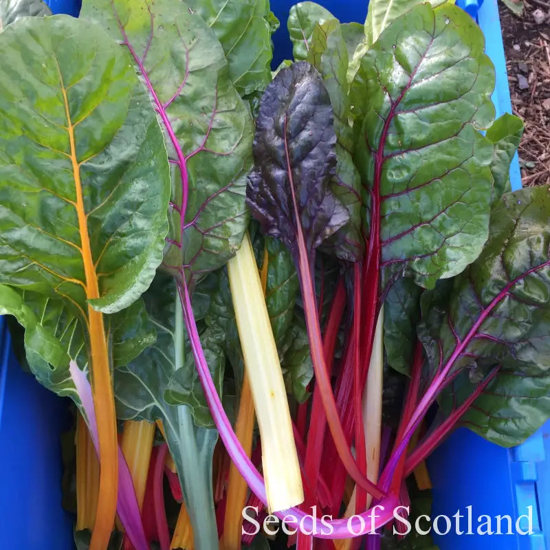Fireworks Chard Seeds l Chard Seeds l Seeds of Scotland