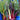 Chard Seeds -  Crate of chard