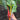 Chard Seeds - Handful of Chard