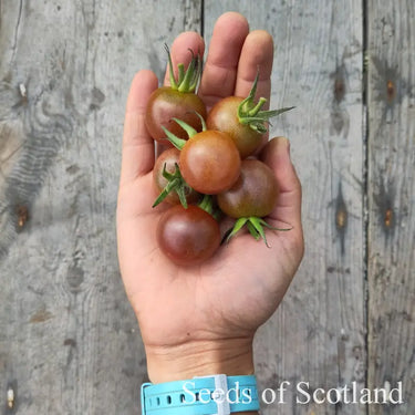 Six black cherry tomatoes held in an open hand