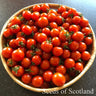Ciliegia - Cherry Tomato *New 2024/25* Herb Seeds