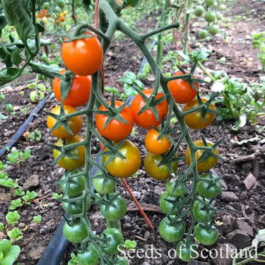 Ciliegia - Cherry Tomato *New 2024/25* Herb Seeds