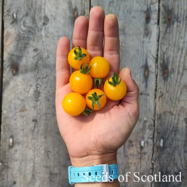 Six yellow cherry tomatoes held in an open hand