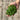 Hand holding fresh green chervil leaves against a wooden background
