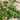 Green chervil leaves on a wooden table