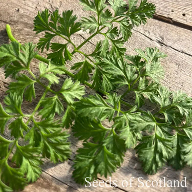 Green chervil leaves on a wooden table