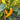 A mixture of green, yellow and orange Aji de Colorado Alpino Chillies on the plant