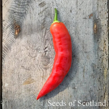 One large red Aji de Colorado Alpino chilli on a wooden table