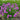 Chives - Icelandic *New 2024/25* Herb Seeds