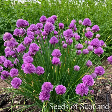 Chives - Icelandic *New 2024/25* Herb Seeds