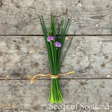 Chives - Icelandic *New 2024/25* Herb Seeds