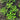 claytonia plants growing in soil pictured from above