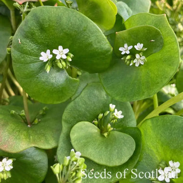 Close up of claytonia flowers