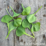 claytonia leaves on a wooden table 