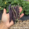 Open hand holding a bunch of purple and green Carters Polish Climbing French Beans