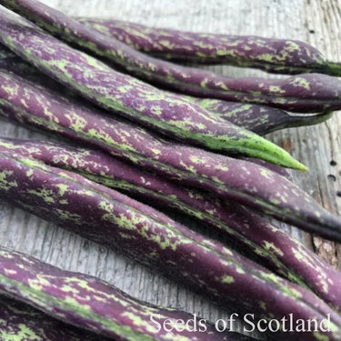 A close up of a bunch of purple and green Carters Polish Climbing French Beans on a wooden table