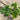 Coriander *NEW* Herb seeds