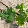 Coriander *NEW* Herb seeds