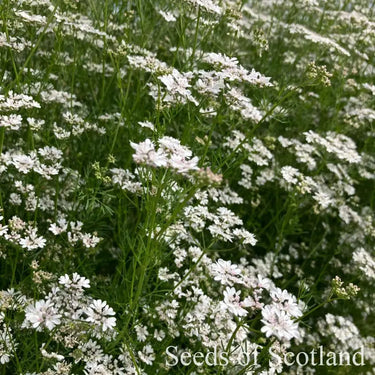 Coriander *NEW* Herb seeds
