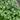 Cornsalad - D’Orlanda *NEW* Salad