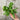 Hand holding a bunch of Wrinkled Crinkled Crumpled Cress