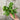 Hand holding a bunch of Wrinkled Crinkled Crumpled Cress