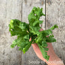 Hand holding a bunch of Wrinkled Crinkled Crumpled Cress