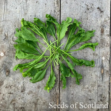 Wrinkled Crinkled Crumpled Cress arranged in a circle on a wooden table.