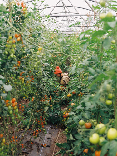 Haley harvesting tomatoes inside a polytunnel. Photo Credit: Kristie DeGaris