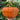 Hand extended holding and showing side view of very large Desert Spirit Landrace Squash