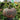 Hand extended holding and showing side view of very large Desert Spirit Landrace Squash