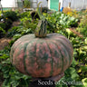 Hand extended holding and showing side view of very large Desert Spirit Landrace Squash