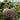 Hand extended holding and showing side view of very large Desert Spirit Landrace Squash