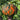 Hand extended holding and showing side view of very large Desert Spirit Landrace Squash