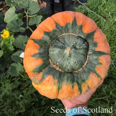 Hand extended holding and showing bottom view of very large Desert Spirit Landrace Squash 