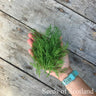 Dill *NEW* Herb seeds