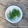 Dill *NEW* Herb seeds