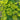 Dill *NEW* Herb seeds