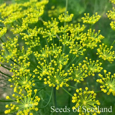 Dill *NEW* Herb seeds