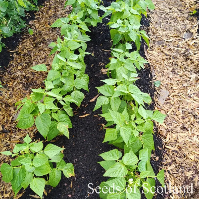 King of the Early, Dwarf French Bean Seeds l Seeds of Scotland