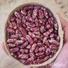 Hand holding a bowl filled with dried King of the Early beans.