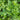 Flat Leaved Parsley *NEW* Herb seeds