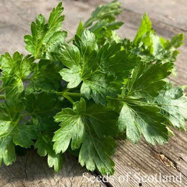 Parsley *NEW* Herb seeds