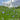 Flax - Northern Princess *NEW* Flower seeds